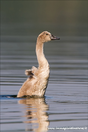 Piccoli cigni crescono.....